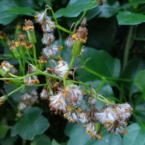 Senecio angulatus Froito