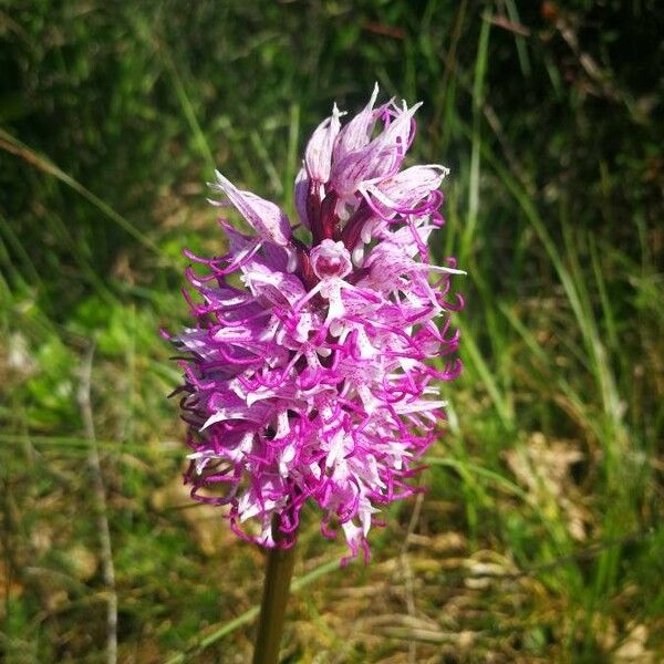 Orchis simia 花