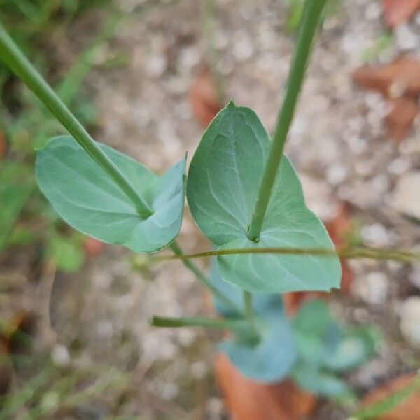 Blackstonia perfoliata 葉