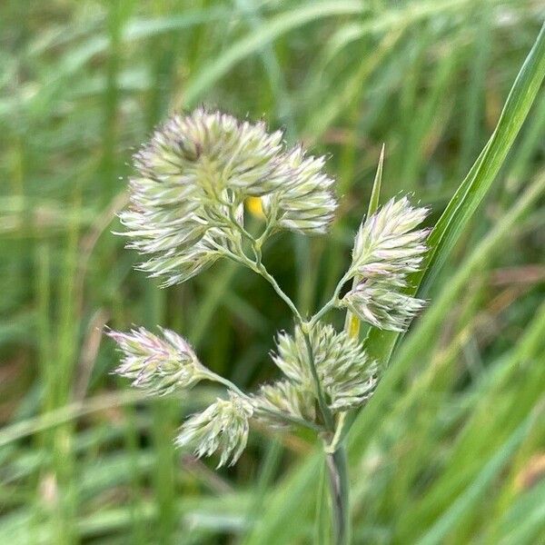 Dactylis glomerata Blodyn