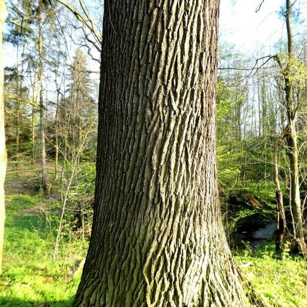 Fraxinus americana Casca