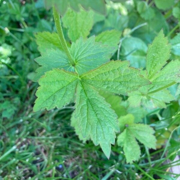 Geum macrophyllum Yaprak