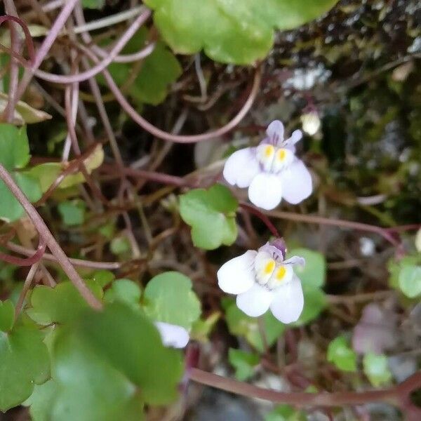 Cymbalaria muralis 花