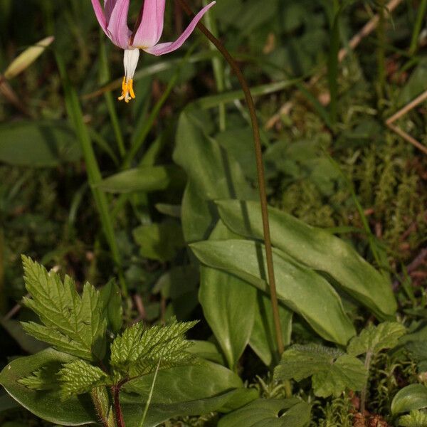 Erythronium revolutum Habit