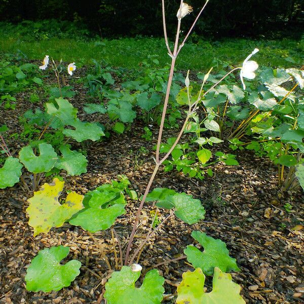 Eomecon chionantha (Dawn-poppy)