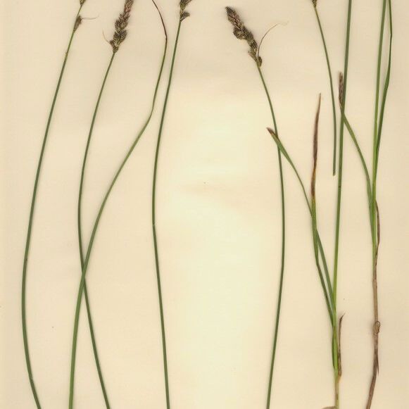 Carex diandra Vekstform