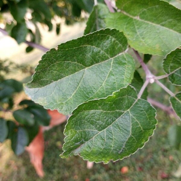 Malus pumila Hostoa