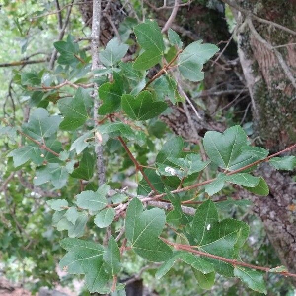 Acer sempervirens Blatt