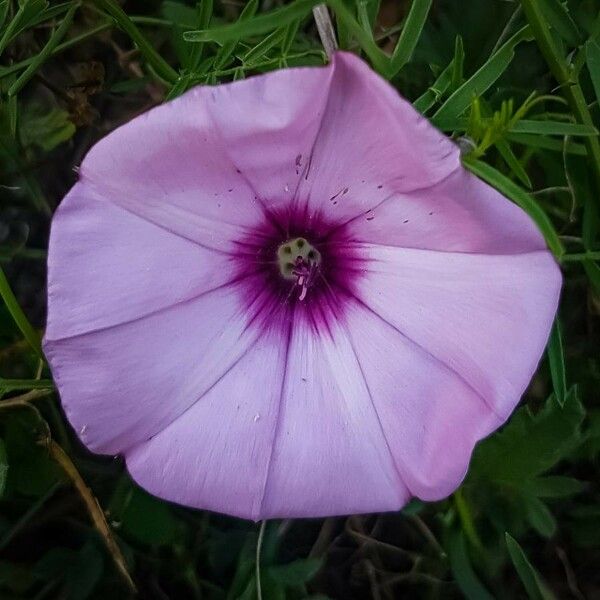 Convolvulus althaeoides Flower