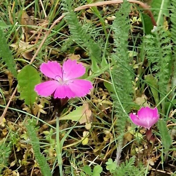 Dianthus pavonius Blodyn