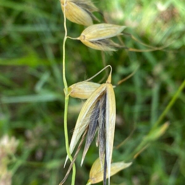 Avena sterilis Fiore