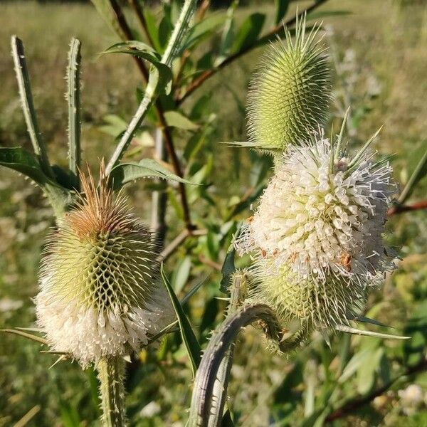 Dipsacus laciniatus Flors