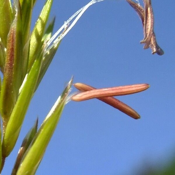 Anthoxanthum nipponicum Blüte