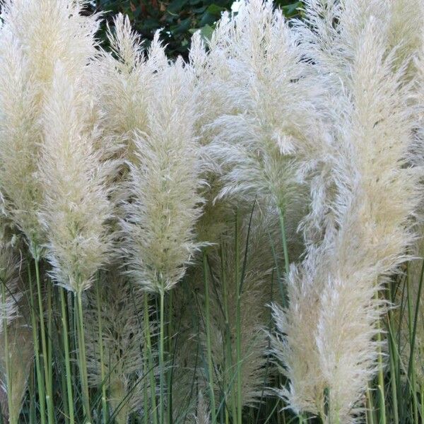 Cortaderia selloana Цвят