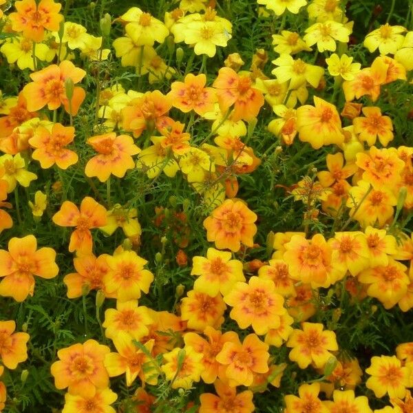 Tagetes tenuifolia Blomma