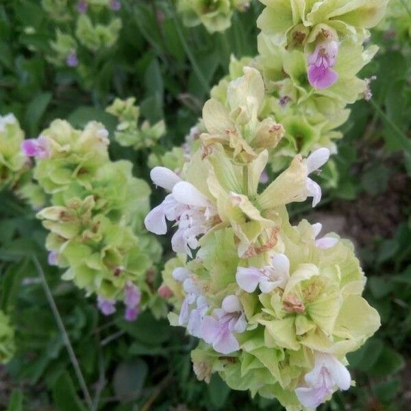 Salvia absconditiflora Flower