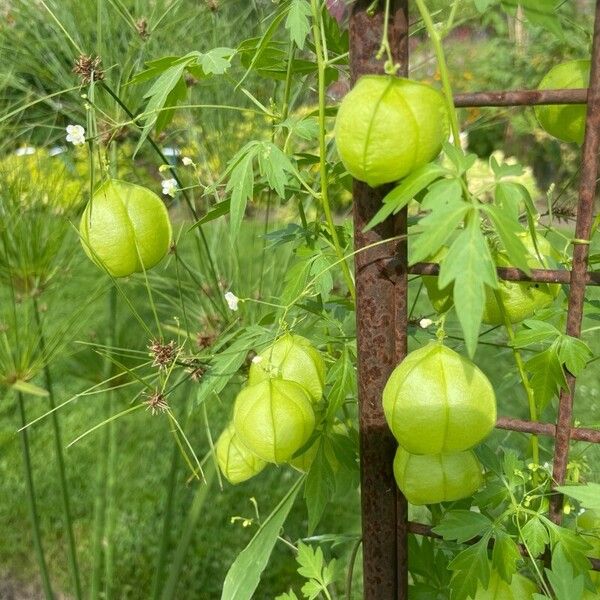 Cardiospermum halicacabum Frunză