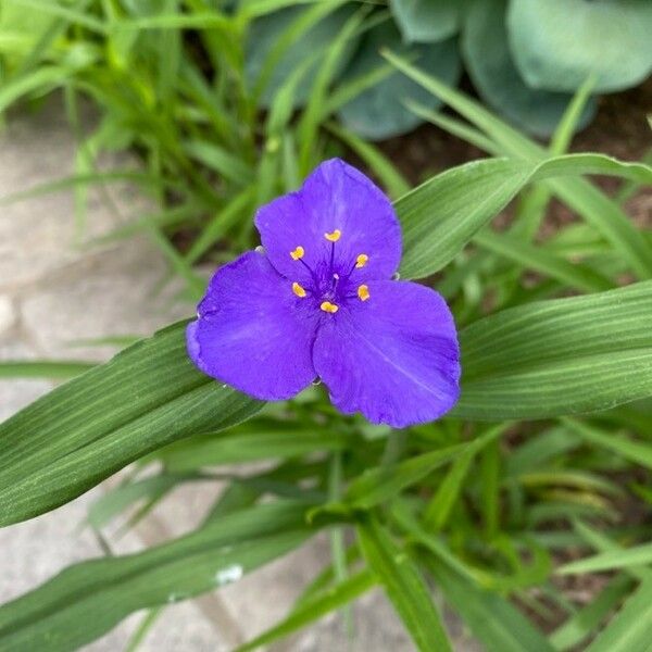 Tradescantia ohiensis Flower