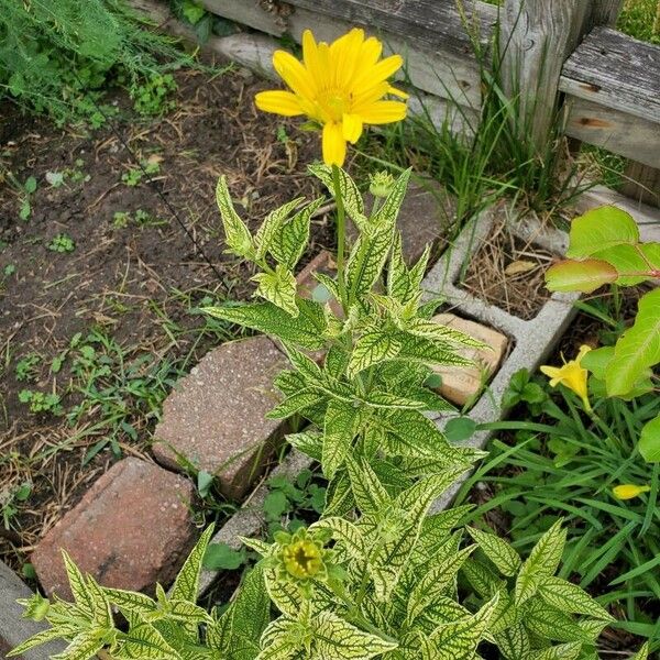 Heliopsis helianthoides Blüte