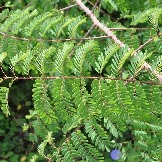 Caesalpinia decapetala ᱥᱟᱠᱟᱢ