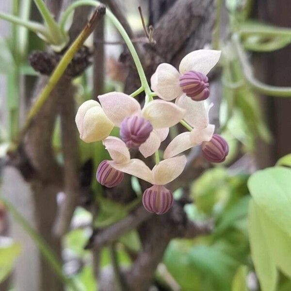 Akebia quinata Flower