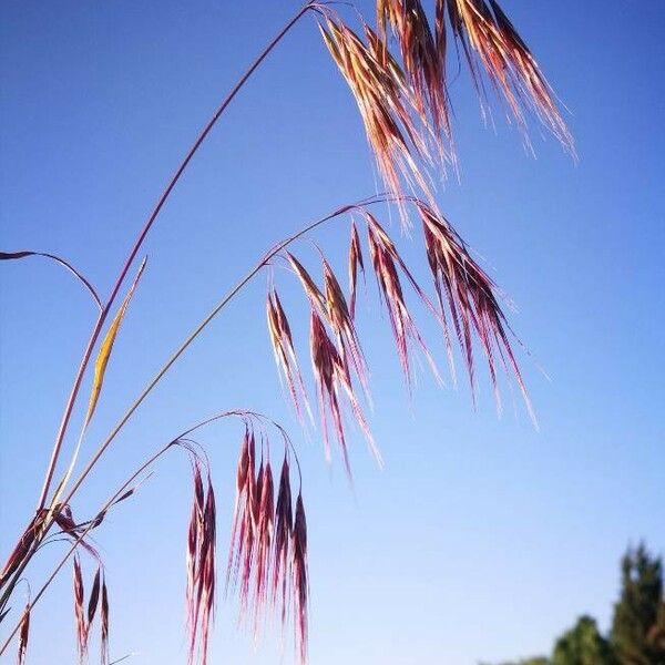 Bromus racemosus Ffrwyth