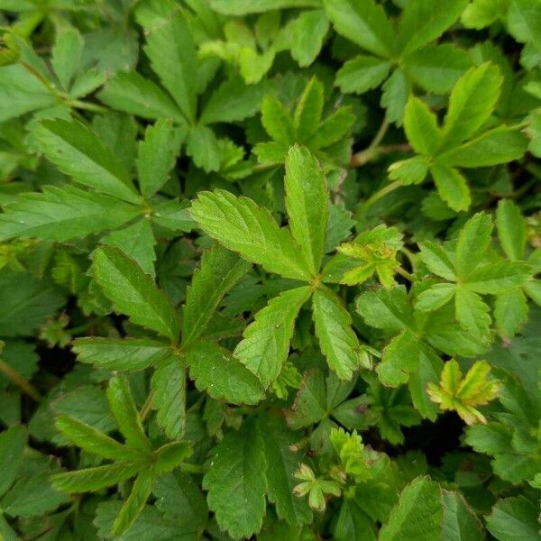 Potentilla reptans Leaf