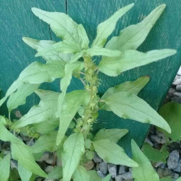 Parietaria pensylvanica Leaf