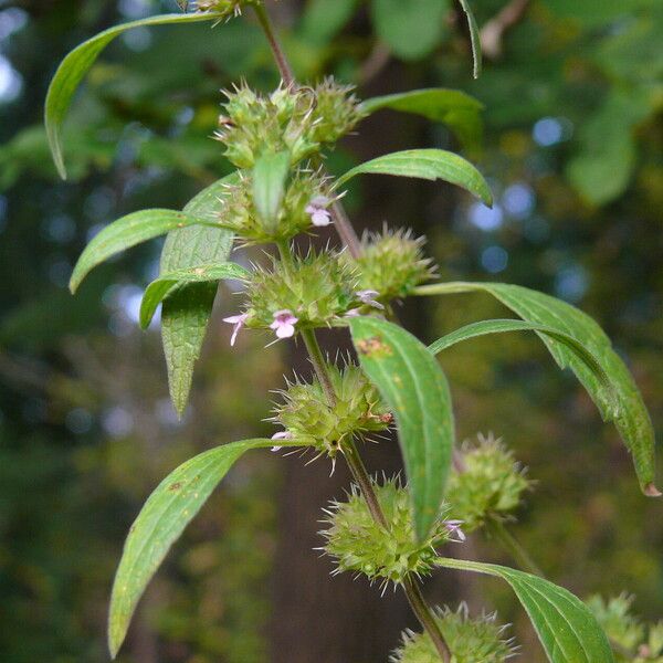 Chaiturus marrubiastrum Flower