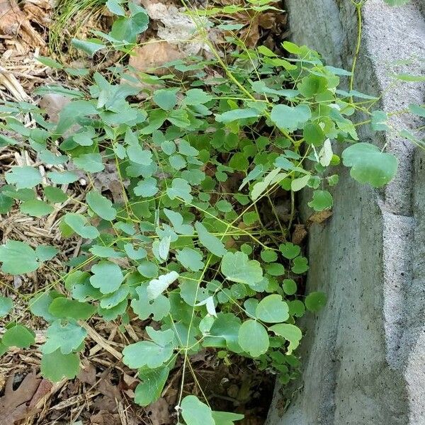 Thalictrum dioicum Tervik taim