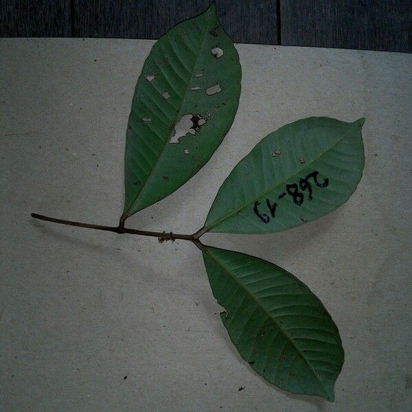 Calycorectes grandifolius Leaf