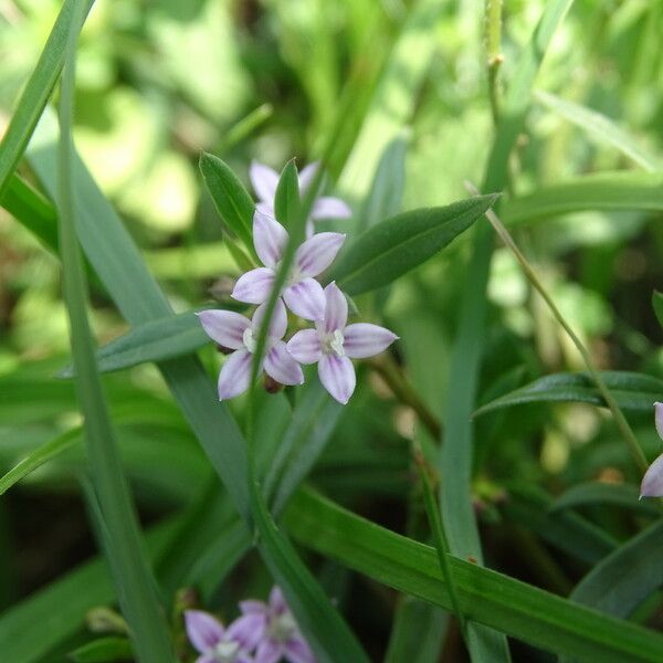 Oldenlandia corymbosa Liść