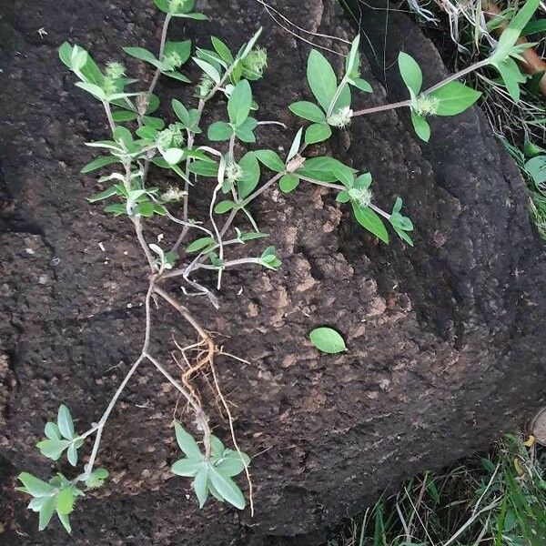 Blepharis maderaspatensis Hàbitat