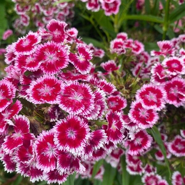 Dianthus barbatus പുഷ്പം