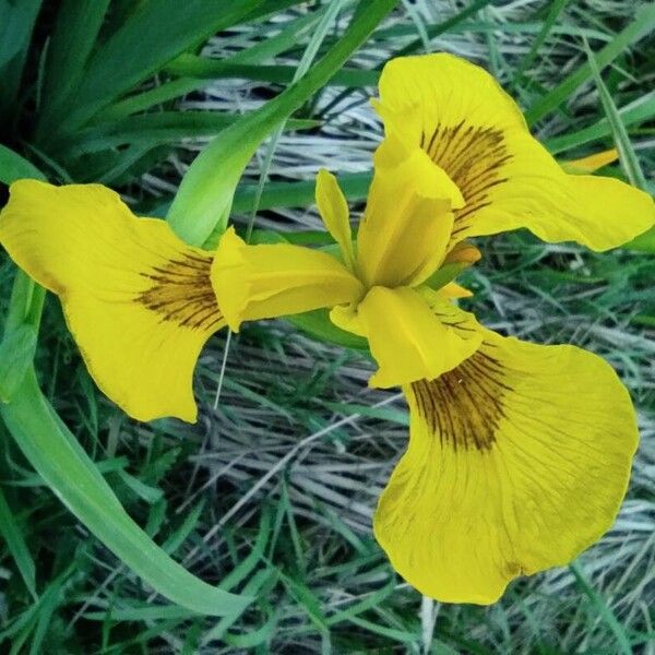 Iris pseudacorus Blomst