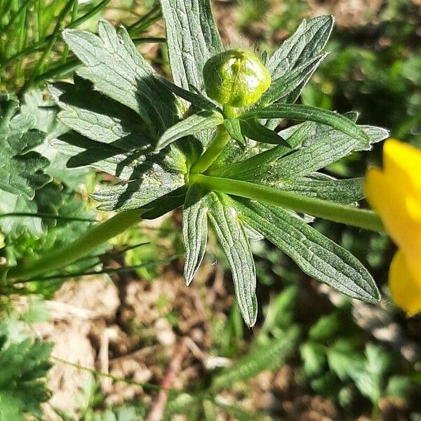 Ranunculus montanus List