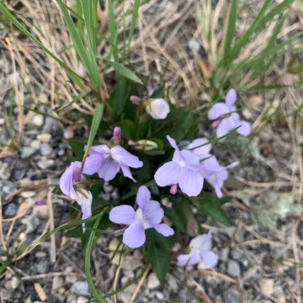 Viola nephrophylla फूल