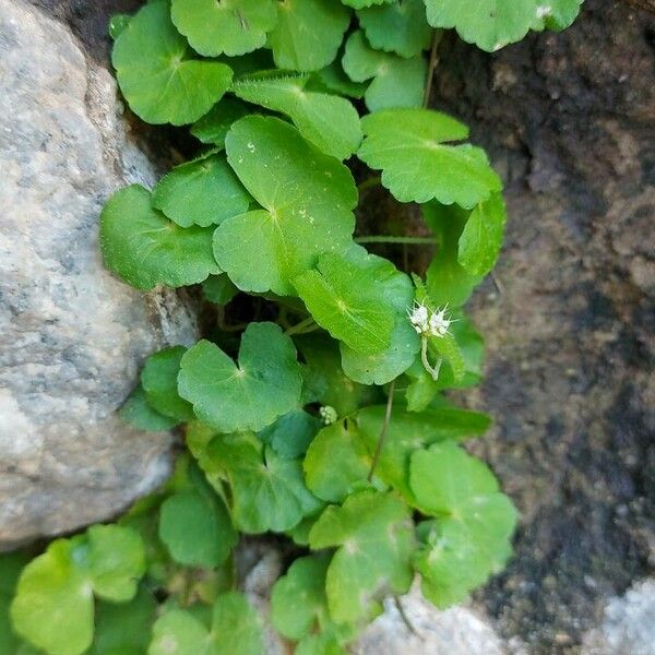 Hydrocotyle leucocephala Leaf