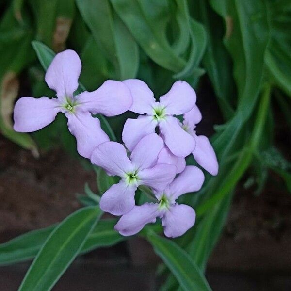 Matthiola maderensis Flower