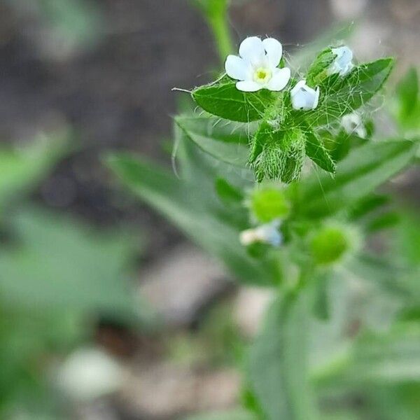 Lappula squarrosa Fiore