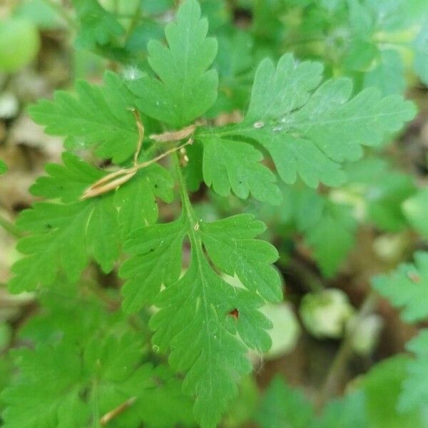 Geranium robertianum 葉