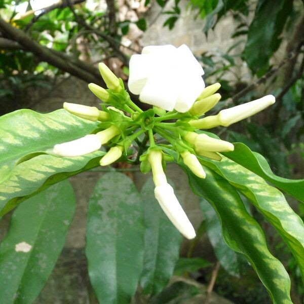 Picralima nitida Flower
