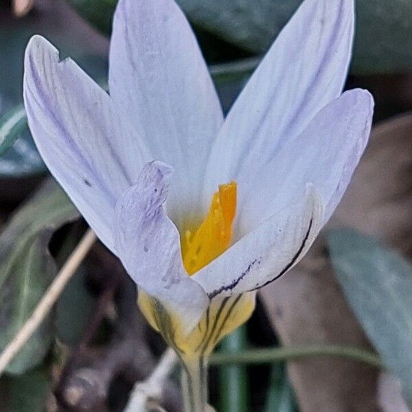 Crocus biflorus Flower