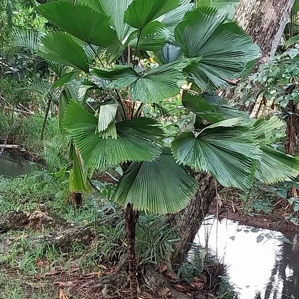 Licuala grandis Blad