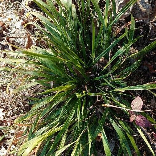 Luzula sylvatica Habit