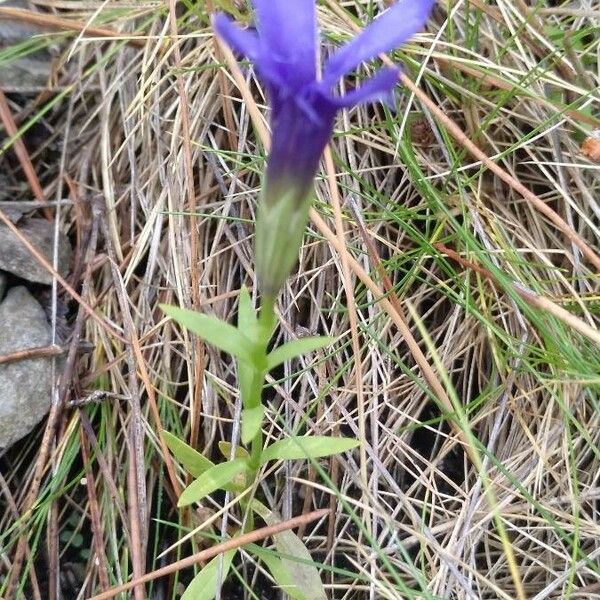 Gentianopsis ciliata برگ