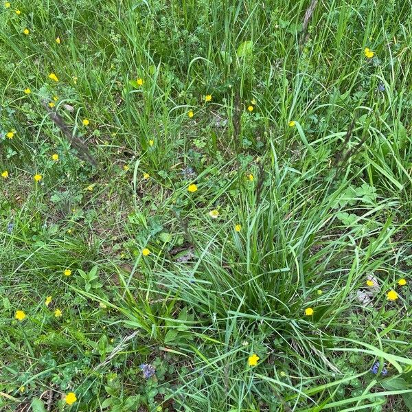 Bromus erectus Hábitos