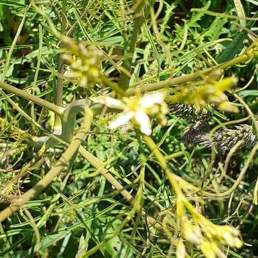 Sisymbrium altissimum Flor