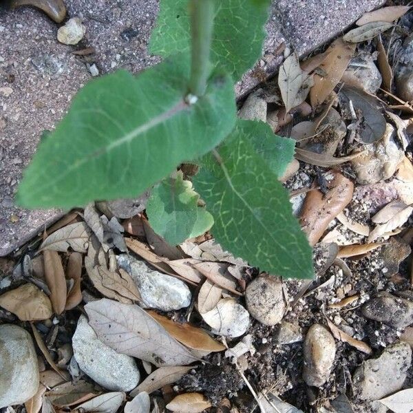 Sonchus oleraceus Leaf