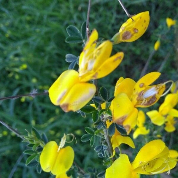 Cytisus scoparius Квітка